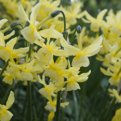 Narcis Hawera - Narcissus - prodej cibulovin - 3 ks