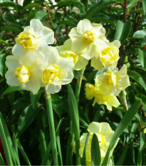 Narcis White Lion - Narcissus L. - prodej cibulovin - 3 ks