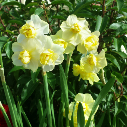 Narcis White Lion - Narcissus L. - prodej cibulovin - 3 ks