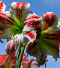 Hvězdník Ambiance - Hippeastrum - prodej cibulovin - 1 ks