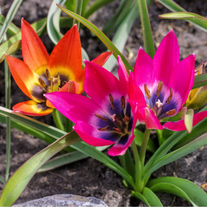 Nízké tulipány směs barev - Tulipa - prodej cibulovin - 24 ks