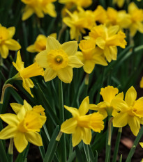 Narcis Tete a Tete - Narcissus L. - prodej cibulovin - 3 ks