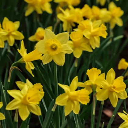 Narcis Tete a Tete - Narcissus L. - prodej cibulovin - 3 ks