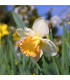 Narcis Salome - Narcissus - prodej cibulovin - 3 ks