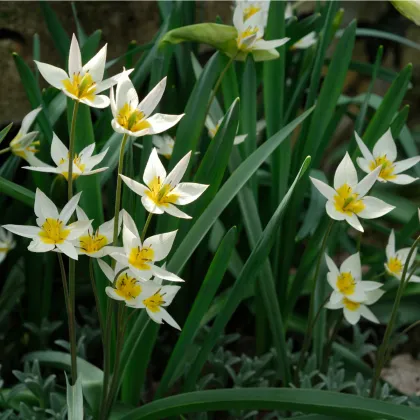 Tulipán Turkestanica - Tulipa - prodej cibulovin - 3 ks