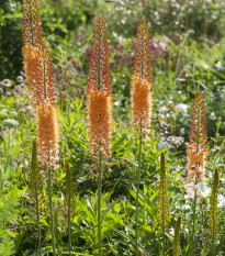 Liliochvostec Pinokkio - Eremurus - prodej kořenových hlíz - 1 ks