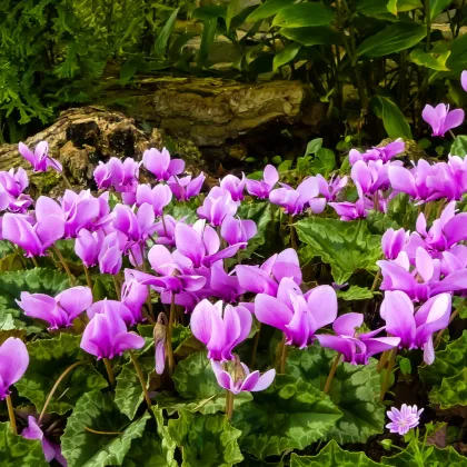 Brambořík břečťanolistý - Cyclamen hederifolium - prodej cibulovin - 1 ks