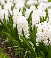 Hyacint Carnegie - Hyacinthus L. - prodej cibulovin - 1 ks