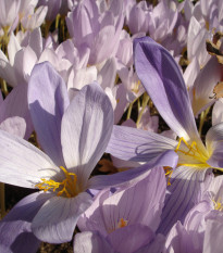 Krokus Zonatus - Crocus - prodej cibulovin - 3 ks