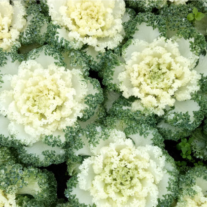 Okrasné zelí Nagoya bílá F1 - Brassica oleracea - prodej semen - 20 ks