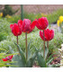 Tulipán Rococo - Tulipa - prodej cibulovin - 3 ks
