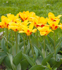 Tulipán Stresa - Tulipa - prodej cibulovin - 3 ks