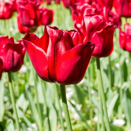 Tulipán Ile De France - Tulipa - prodej cibulovin - 3 ks