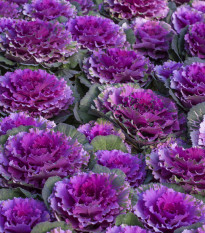 Okrasné zelí Pigeon Purple F1 - Brassica oleracea - prodej semen - 20 ks