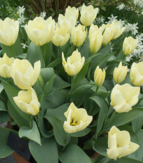 Tulipán White Purissima - Tulipa - prodej cibulovin - 3 ks