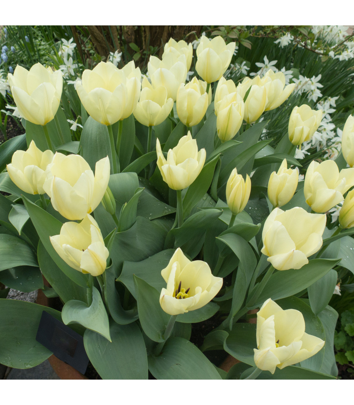 Tulipán White Purissima - Tulipa - prodej cibulovin - 3 ks