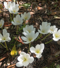 Ocún podzimní bílý - Colchicum autumnale album - prodej cibulovin - 1 ks