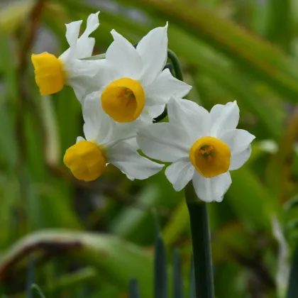 Narcis Canaliculatus - Narcissus - prodej cibulovin - 3 ks