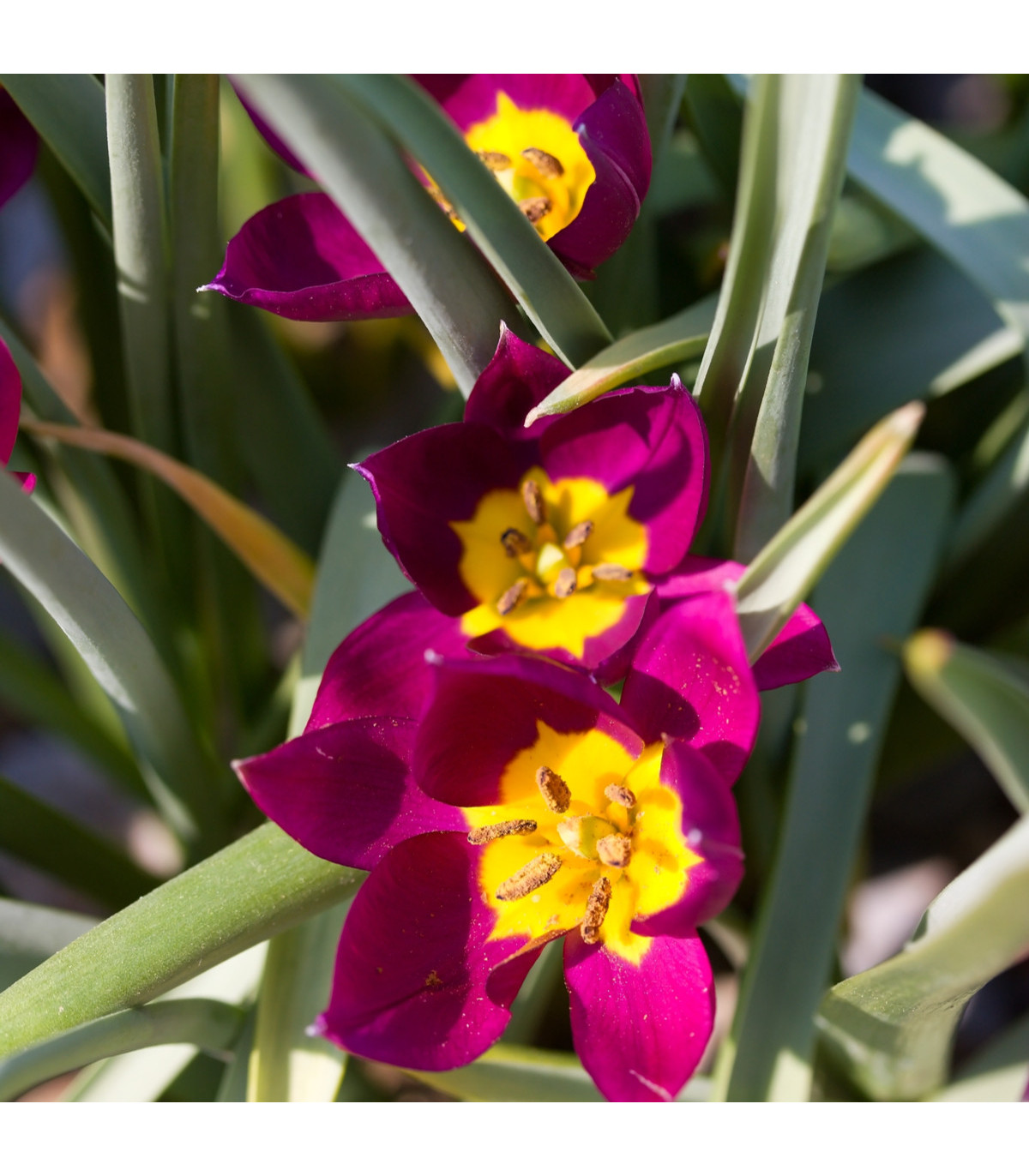Tulipán Eastern Star - Tulipa - prodej cibulovin - 3 ks