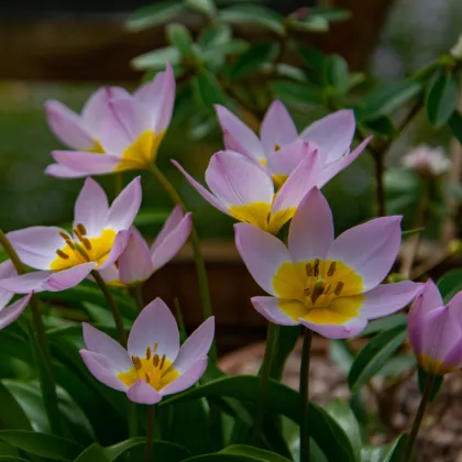 Tulipán Bakerii Lilac Wonder - Tulipa saxatilis - prodej cibulovin - 3 ks