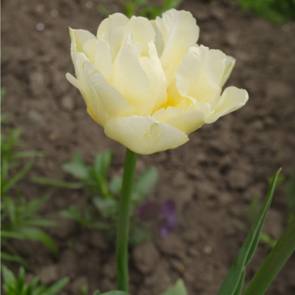 Tulipán Mount Tacoma - Tulipa - cibuloviny - 3 ks