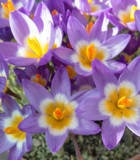 Krokus Tricolor - Crocus - prodej cibulovin - 3 ks