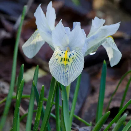 Kosatec síťkovaný bílý - Iris reticulata - prodej cibulovin - 3 ks