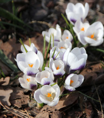 Krokus Prins Claus - Crocus chrysanthus - prodej cibulovin - 3 ks