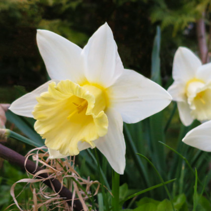 Narcis bílý Pueblo - Narcissus - prodej cibulovin - 3 ks