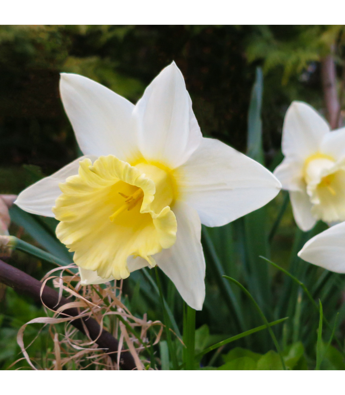 Narcis bílý Pueblo - Narcissus - prodej cibulovin - 3 ks
