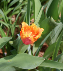 Tulipán Lambada - Tulipa - prodej cibulovin - 3 ks