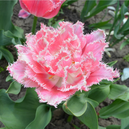 Tulipán Queensland - Tulipa - cibuloviny - 3 ks