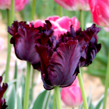 Tulipán Black Parrot - Tulipa - prodej cibulovin - 3 ks