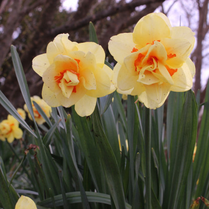 Narcis Tahiti - Narcissus L. - prodej cibulovin - 3 ks