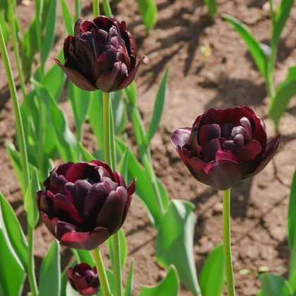 Tulipán Black Hero - Tulipa - prodej cibulovin - 3 ks