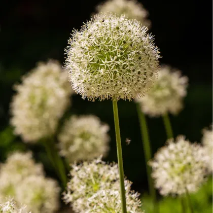 Česnek Mont Blanc - Allium - prodej cibulovin - 1 ks