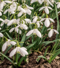 Sněženka podsněžník - Galanthus nivalis - prodej cibulovin - 3 ks