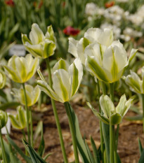 Tulipán Spring green - Tulipa - prodej cibulovin - 3 ks