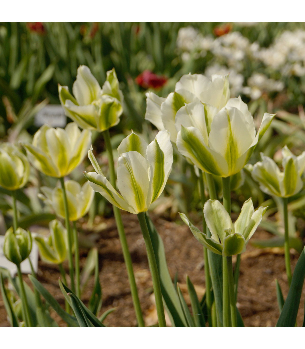 Tulipán Spring green - Tulipa - prodej cibulovin - 3 ks