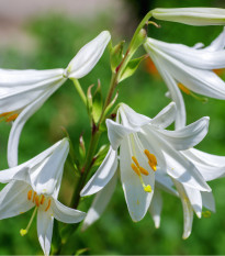 Lilie bělostná - Lilium candidum - prodej cibulovin - 1 ks