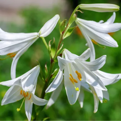 Lilie bělostná - Lilium candidum - prodej cibulovin - 1 ks