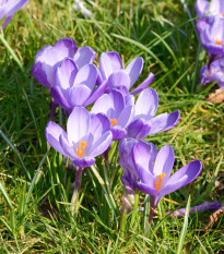 Šafrán setý - Crocus sativus - prodej cibulovin - 3 ks