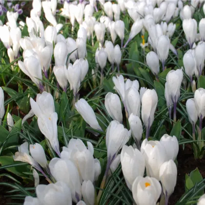 Krokus Jeanne d' Arc - Crocus vernus - prodej cibulovin - 3 ks