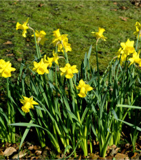 Narcis February Gold - Narcissus L. - prodej cibulovin - 3 ks