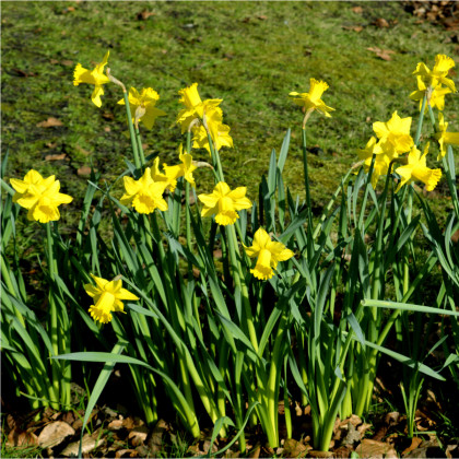 Narcis February Gold - Narcissus L. - prodej cibulovin - 3 ks