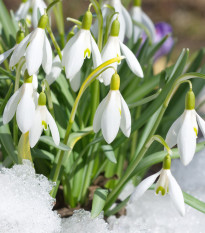 Woronova sněženka - Galanthus woronowii - prodej cibulovin - 3 ks