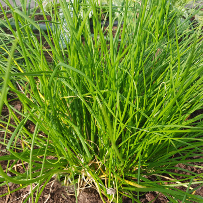 BIO Pažitka - Allium schoenoprasum L.- prodej bio semen - 200 ks