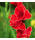 Gladiol Atom - Gladiolus - prodej cibulovin - 3 ks