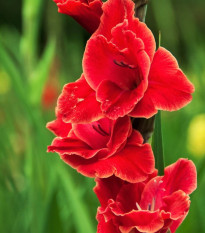 Gladiol Atom - Gladiolus - prodej cibulovin - 3 ks