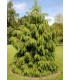 Smrk himalájský - Picea smithiana - prodej semen - 8 ks